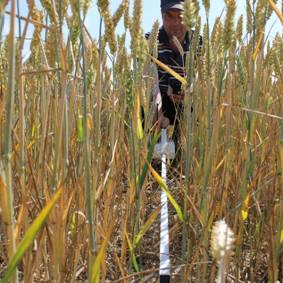 冠層分析系統(tǒng) 冠層分析系統(tǒng)